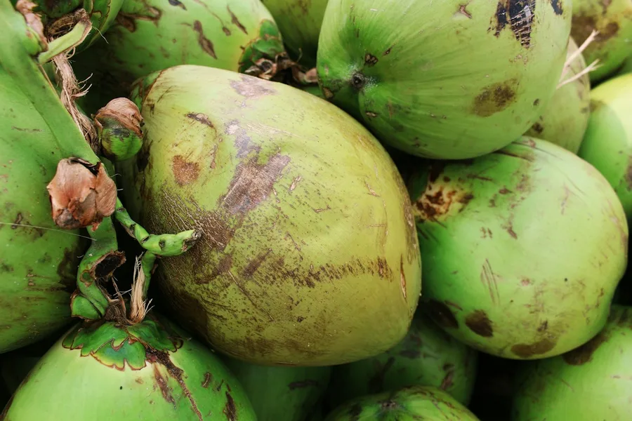 Cocos verdes — foto de referência